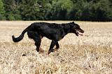 BEAUCERON 759